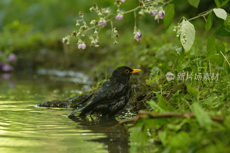 黑鸟(Turdus merula)